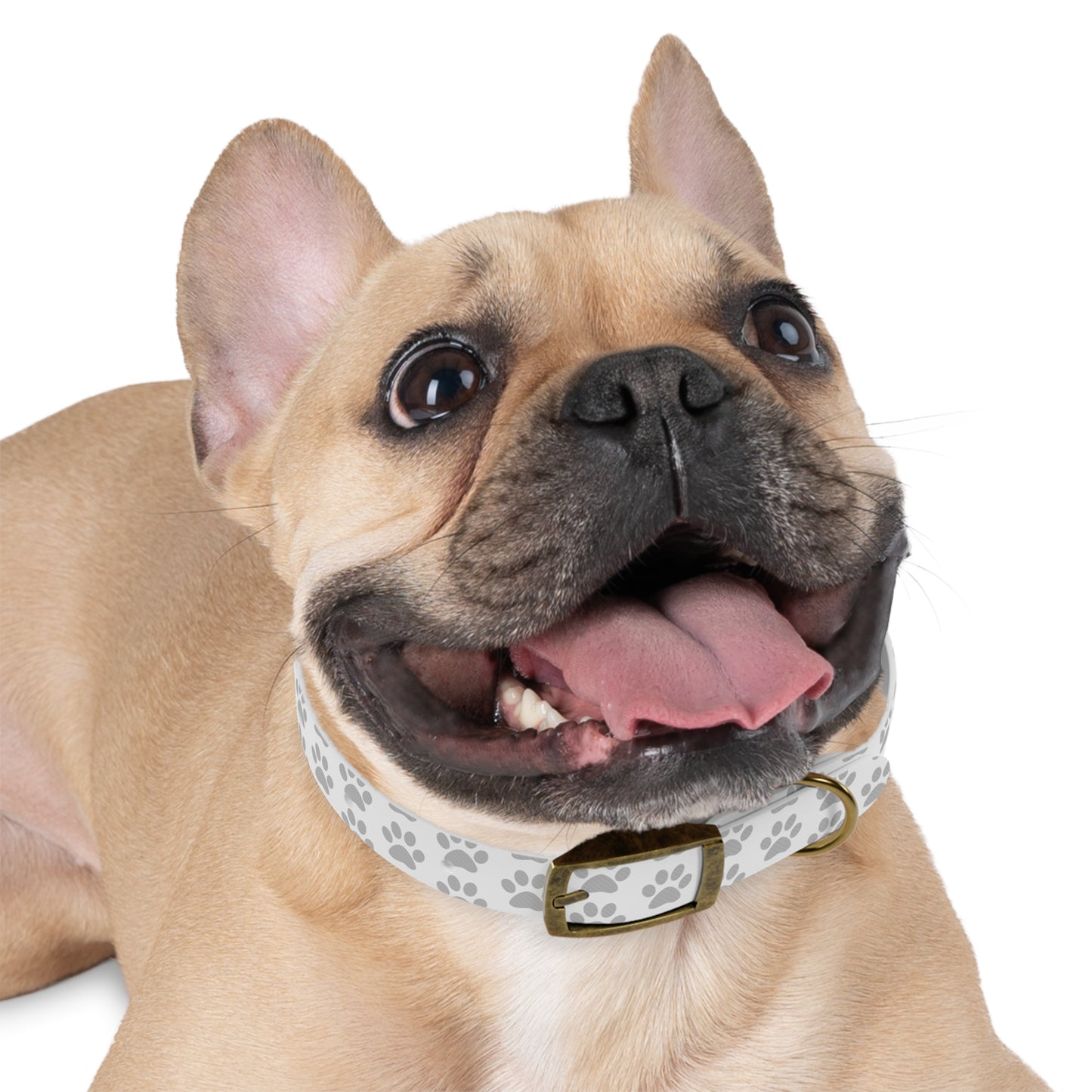 Stylish Dog Collar with Paw Print Design