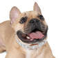 Stylish Dog Collar with Paw Print Design