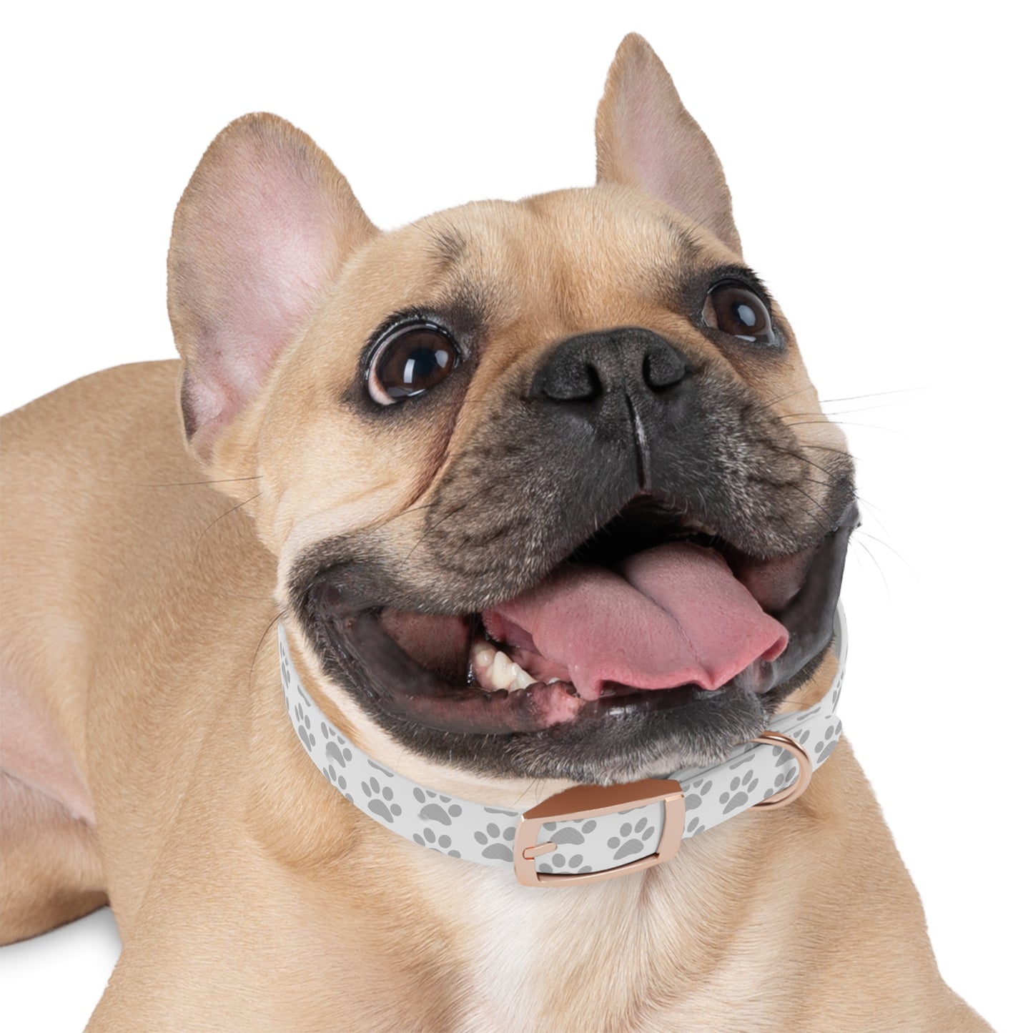 Stylish Dog Collar with Paw Print Design